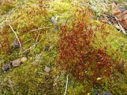 Attēlu rezultāti vaicājumam “Ceratodon purpureus”