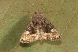 Attēlu rezultāti vaicājumam “Euplexia lucipara”