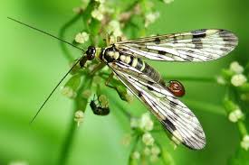 Attēlu rezultāti vaicājumam “Panorpa communis imago”