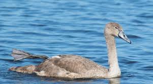 Attēlu rezultāti vaicājumam “Cygnus olor juvenile”