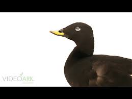 Attēlu rezultāti vaicājumam “Melanitta fusca”