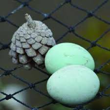 Attēlu rezultāti vaicājumam “Chlidonias niger eggs”