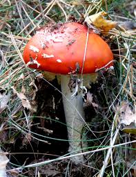 Image result for vliegenzwam