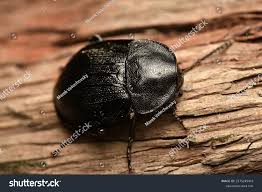 Attēlu rezultāti vaicājumam “Phosphuga atrata”