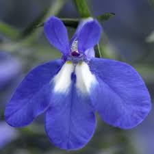 Image result for Lobelia erinus