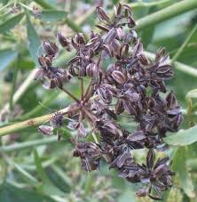 Attēlu rezultāti vaicājumam “Levisticum officinale”