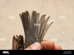 Attēlu rezultāti vaicājumam “Sylvia nisoria adult”