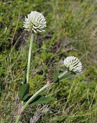 Attēlu rezultāti vaicājumam “Trifolium montanum leaf”