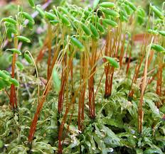 Attēlu rezultāti vaicājumam “Plagiomnium undulatum sporophyte”