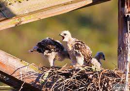 Attēlu rezultāti vaicājumam “Buteo buteo nest”