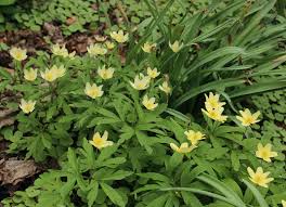 Attēlu rezultāti vaicājumam “Anemone x lipsiensis leaf”