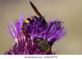Attēlu rezultāti vaicājumam “Larinus sp.”