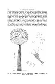 Attēlu rezultāti vaicājumam “Cribraria piriformis spores”