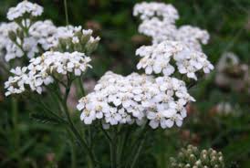 Attēlu rezultāti vaicājumam “Achillea millefolium leaf”