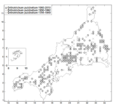 Attēlu rezultāti vaicājumam “Eurhynchiastrum pulchellum macro”
