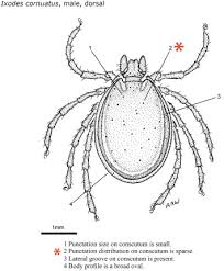 Attēlu rezultāti vaicājumam “Ixodes male”