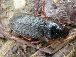 Attēlu rezultāti vaicājumam “Pseudoophonus rufipes”