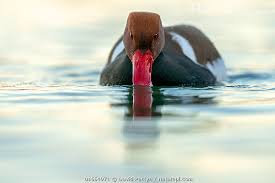 Image result for Netta rufina