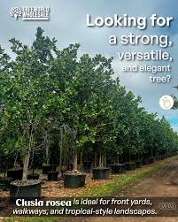 Attēlu rezultāti vaicājumam “Autographa excelsa”