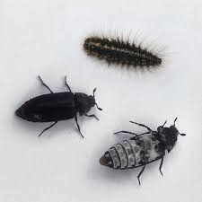 Attēlu rezultāti vaicājumam “Dermestes murinus”