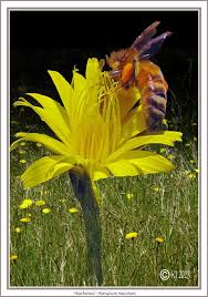 Attēlu rezultāti vaicājumam “Hieracium murorum flower”