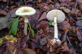 Attēlu rezultāti vaicājumam “Amanita citrina”