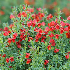 Image result for Cytisus scoparius