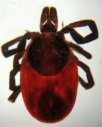 Attēlu rezultāti vaicājumam “Ixodes female”