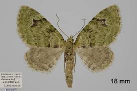 Attēlu rezultāti vaicājumam “Chloroclystis v-ata”