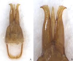 Attēlu rezultāti vaicājumam “Athous sp.”