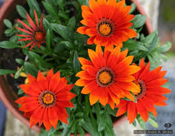 Image result for Gazanien