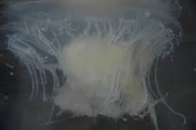 Image result for Phacellophora camtschatica