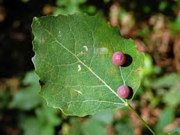 Attēlu rezultāti vaicājumam “Harmandia”