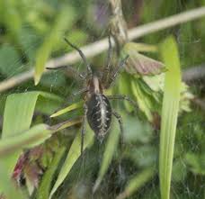 Attēlu rezultāti vaicājumam “Agelena labyrinthica”