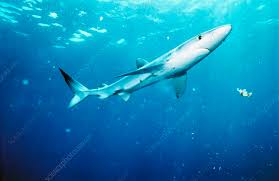 Image result for Prionace glauca