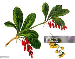 Attēlu rezultāti vaicājumam “Berberis vulgaris”