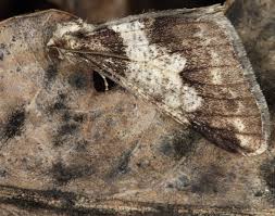 Attēlu rezultāti vaicājumam “Agriopis leucophaearia”