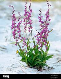 Attēlu rezultāti vaicājumam “Epipactis atrorubens”