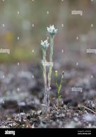 Attēlu rezultāti vaicājumam “Filago arvensis”