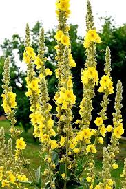 Image result for Verbascum thapsus