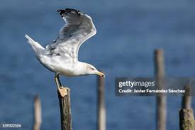 Image result for Larus cachinnans
