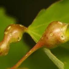 Attēlu rezultāti vaicājumam “Contarinia petioli”