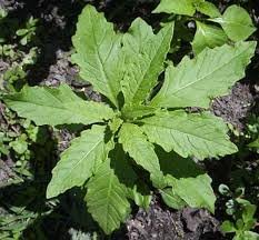 Image result for Chenopodium ambrosioides