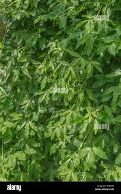 Attēlu rezultāti vaicājumam “Laburnum anagyroides leaf”