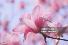 Attēlu rezultāti vaicājumam “Magnolia cylindrica”