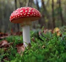 Image result for vliegenzwam