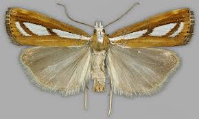 Attēlu rezultāti vaicājumam “Catoptria permutatellus”