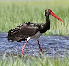 Attēlu rezultāti vaicājumam “Ciconia nigra”