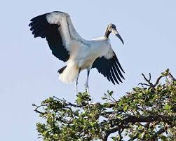 Attēlu rezultāti vaicājumam “Ciconiiformes”