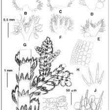 Attēlu rezultāti vaicājumam “Harpanthus scutatus”